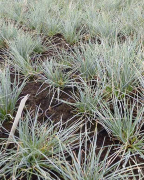 3 Fétuques bleue Harz - Graminées - FESTUCA GLAUCA HARZ