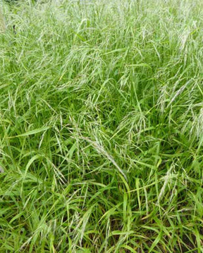 Fétuque géante - Graminées - FESTUCA GIGANTEA