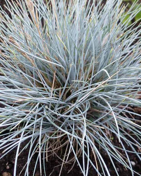 3 Fétuques bleue Silberreiher - Graminées - Festuca glauca Silberreiher