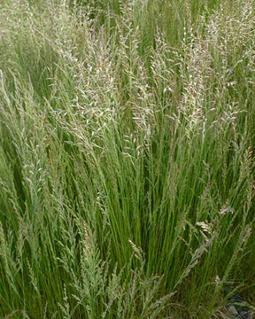 Fétuque Walberla - Graminées - Festuca Walberla