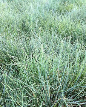 Fétuque du Valais Glaucantha - Graminées - FESTUCA VALESIACA GLAUCANTHA