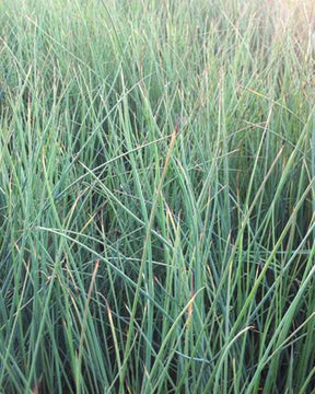 Jonc courbé - jardins - Juncus inflexus