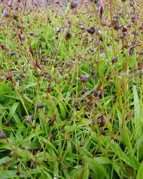 3 Luzules velue Igel - Graminées - LUZULA PILOSA IGEL