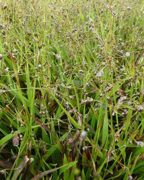 3 Luzules velue - Graminées - LUZULA PILOSA