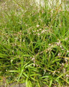 3 Luzules des bois Bromel - Graminées - Luzula sylvatica Bromel