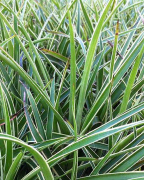 3 Luzules des bois Marginata - Graminées - LUZULA SYLVATICA MARGINATA