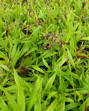 3 Luzules des bois Tauernpass - jardins - LUZULA SYLVATICA TAUERNPASS