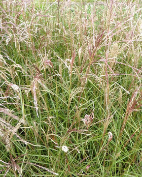 Eulalie Aperitif Roseau de Chine - Graminées - Miscanthus sinensis Aperitif