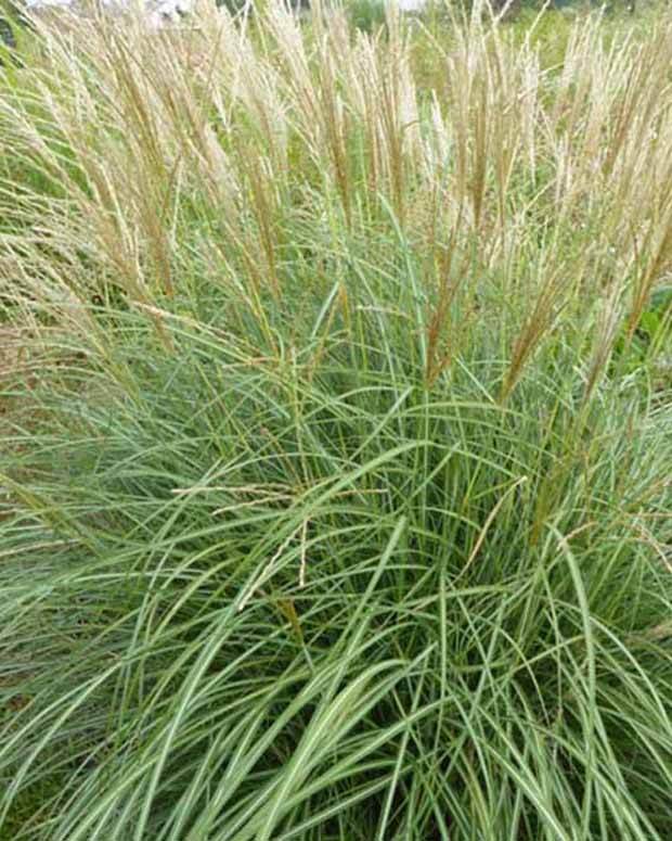 Eulalie Arabesque Roseau de Chine - Graminées - MISCANTHUS SINENSIS ARABESQUE