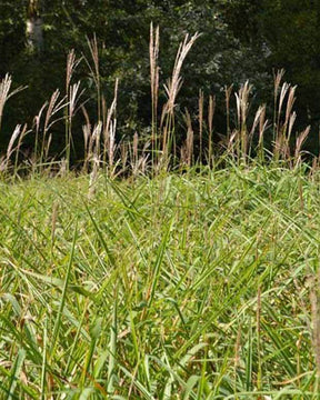 Eulalie Purpurascens - Graminées - Miscanthus sinensis ssp purpurascens