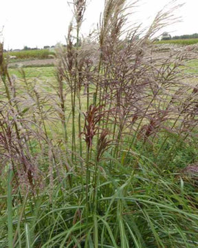 Eulalie Rotsilber Roseau de Chine - Graminées - MISCANTHUS SINENSIS ROTSILBER