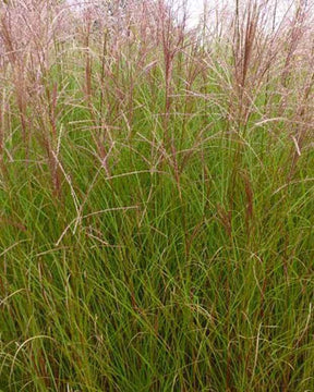 Eulalie Autumn Light - Graminées - MISCANTHUS SINENSIS AUTUMN LIGHT