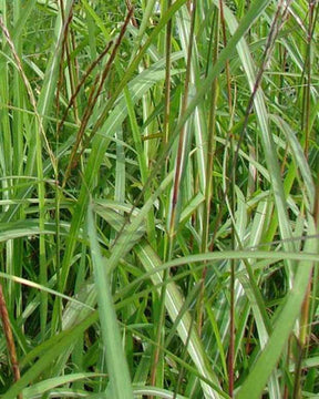 Eulalie Augustfeder Roseau de Chine - Graminées - Miscanthus sinensis Augustfeder