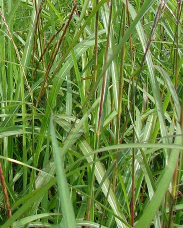 Eulalie Augustfeder Roseau de Chine - Graminées - Miscanthus sinensis Augustfeder