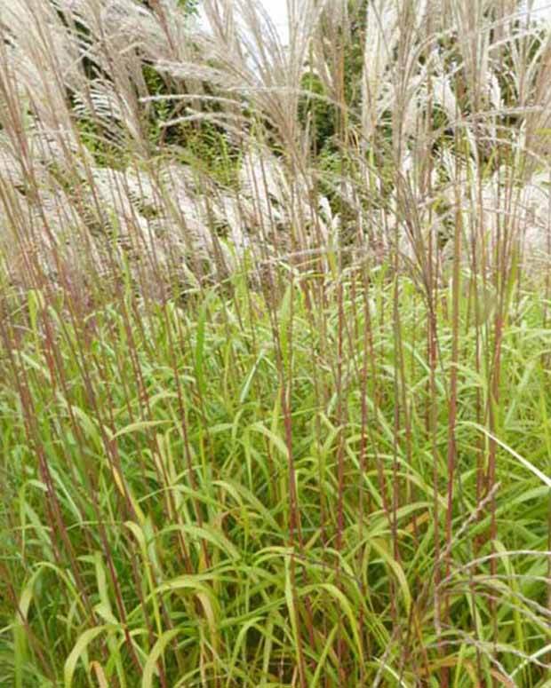 Eulalie Blütenwunder Roseau de Chine - Graminées - Miscanthus sinensis Blütenwunder