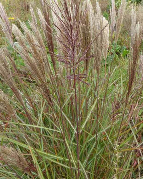 Eulalie Dread Locks Roseau de Chine - Graminées - Miscanthus sinensis Dread Locks