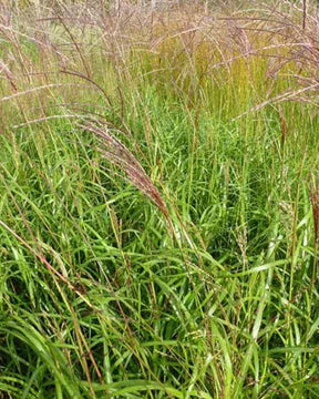 Eulalie Emmanuel Lepage - Graminées - MISCANTHUS SINENSIS EMMANUEL LEPAGE