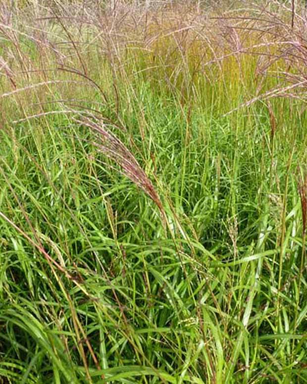 Eulalie Emmanuel Lepage - Graminées - MISCANTHUS SINENSIS EMMANUEL LEPAGE