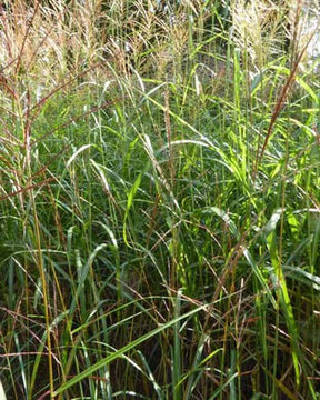 Eulalie Grosse Fontäne Roseau de Chine - Graminées - Miscanthus sinensis Grosse Fontäne