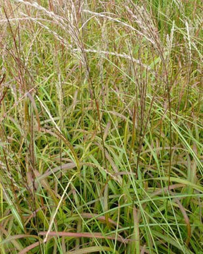 Eulalie Ghana Roseau de Chine - Graminées - MISCANTHUS SINENSIS GHANA