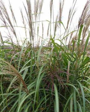 Eulalie Goliath - Graminées - MISCANTHUS SINENSIS GOLIATH