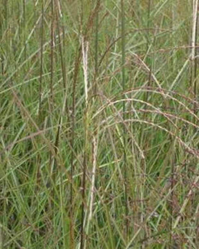 Eulalie Graziella - Graminées - MISCANTHUS SINENSIS GRAZIELLA