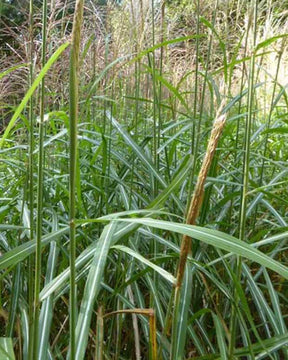 Eulalie Sirene Roseau de Chine - Graminées - MISCANTHUS SINENSIS SIRENE