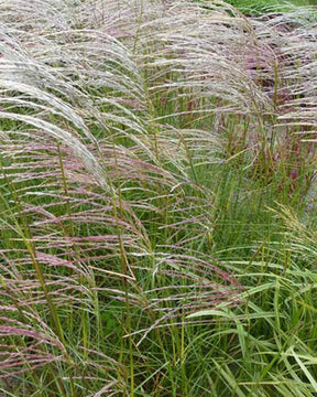 Eulalie Kleine Fontäne - Graminées - Miscanthus sinensis Kleine Fontäne