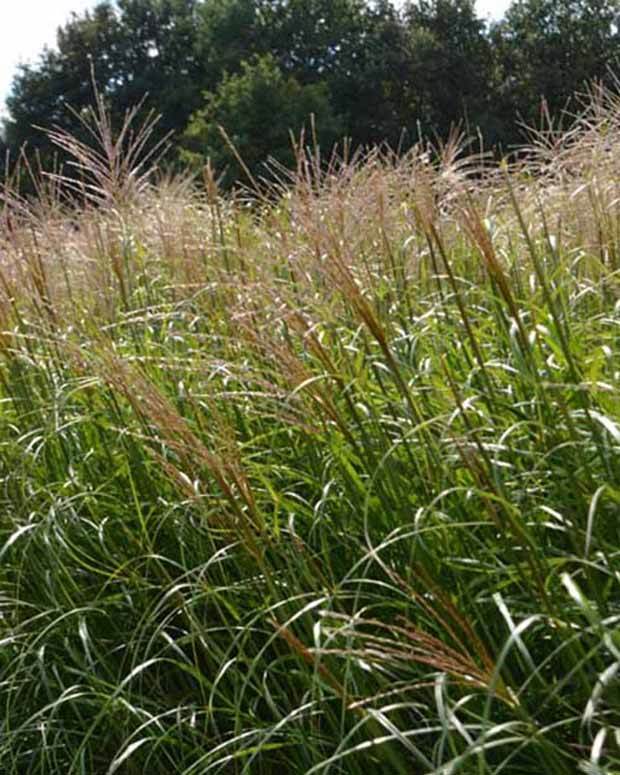 Eulalie Krater Roseau de Chine - Graminées - MISCANTHUS SINENSIS KRATER