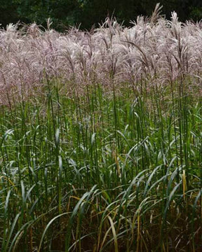 Eulalie Malepartus Roseau de Chine - Graminées - Miscanthus sinensis Malepartus