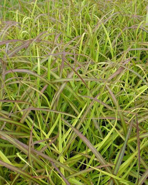 Eulalie Navajo Roseau de Chine - Graminées - MISCANTHUS SINENSIS NAVAJO