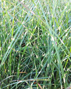 Eulalie Pünktchen - Graminées - Miscanthus sinensis Pünktchen