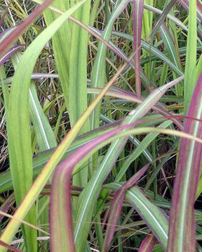 Eulalie Samurai - Graminées - Miscanthus sinensis Samurai