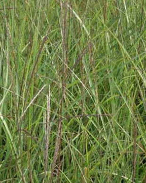 Eulalie Vorläufer Roseau de Chine - Graminées - MISCANTHUS SINENSIS VORLÄUFER