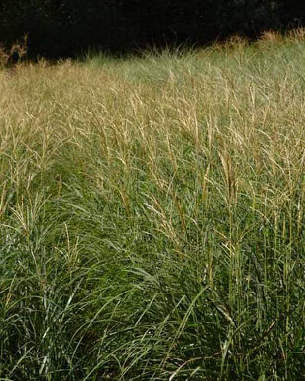 Eulalie Yaku Jima Roseau de Chine - Graminées - Miscanthus sinensis Yaku Jima