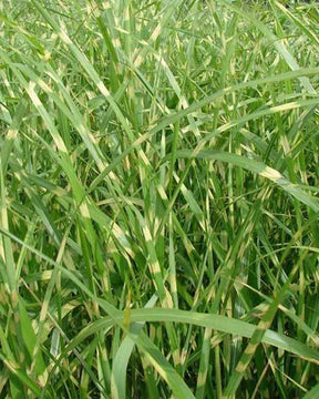 Roseau de Chine Zebrinus Eulalie zébrée - Graminées - Miscanthus sinensis Zebrinus