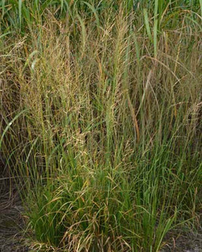 Molinie élevée Bergfreund - Graminées - Molinia arundinacea Bergfreund