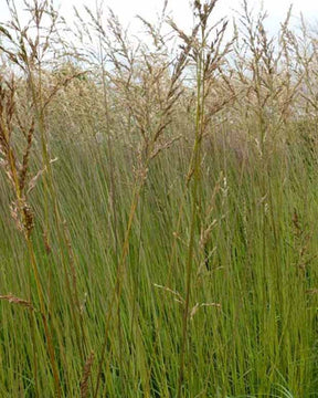 Molinie élevée Fontäne - Graminées - Molinia arundinacea Fontäne