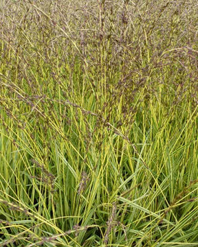 Molinie bleue Variegata - Graminées - MOLINIA CAERULEA VARIEGATA