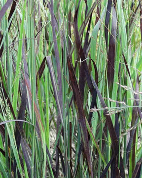 Panic érigé Blue Darkness - Graminées - Panicum virgatum JS Blue Darkness