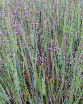 Panic érigé Cardinal - Graminées - Panicum virgatum Cardinal