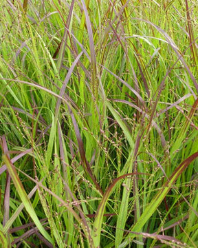 Panic érigé Heiliger Hain - Graminées - PANICUM VIRGATUM HEILIGER HAIN