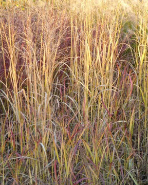 Panic érigé Hot Rod - Graminées - Panicum virgatum Hot Rod