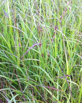 Panic érigé Kurt Bluemel - Graminées - Panicum virgatum Kurt Bluemel