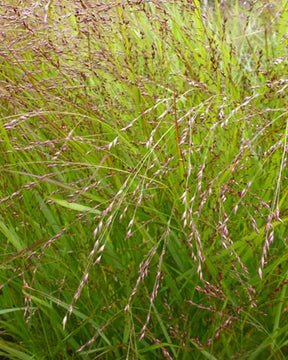 Panic érigé Kupferhirse - Graminées - PANICUM VIRGATUM KUPFERHIRSE