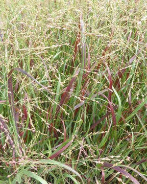 Panic érigé Prairie Fire - Graminées - Panicum virgatum Prairie Fire