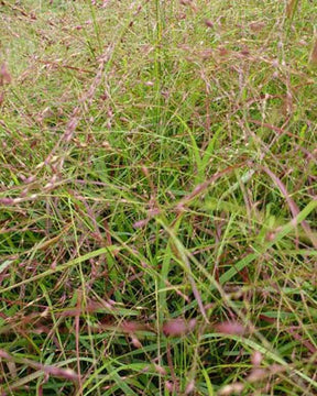 Panic érigé Hänse Herms - Graminées - PANICUM VIRGATUM HÄNSE HERMS