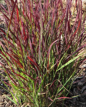 Panic érigé Sangria - Graminées - Panicum virgatum Sangria