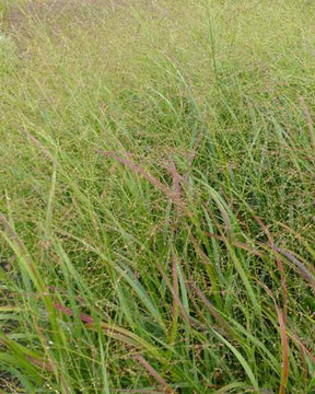 Panic érigé Strictum - Graminées - PANICUM VIRGATUM STRICTUM