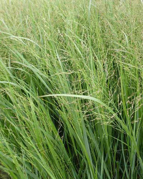 Panic érigé Thundercloud - Graminées - Panicum virgatum Thundercloud